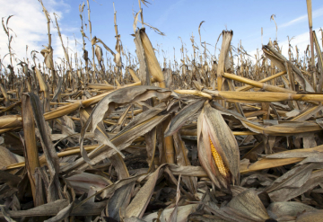 Are African Plants Getting Ignored Amidst the Climate Change?